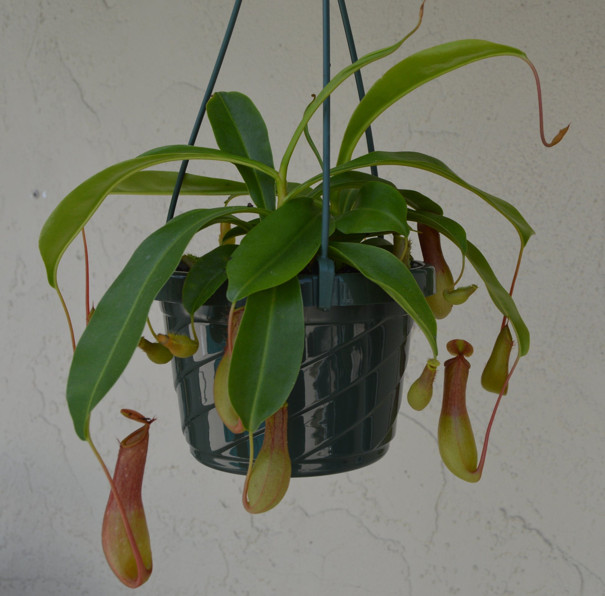 carnivorous pitcher plants