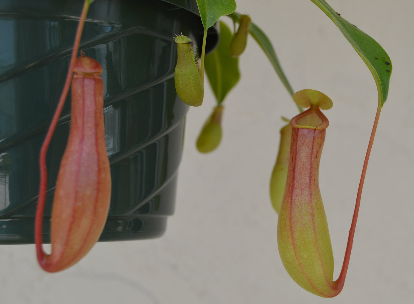 nepenthes alata carnivorous pitcher plant 6 inch hanging basket easy to grow with multiple red and green pitchers with long slender leaves