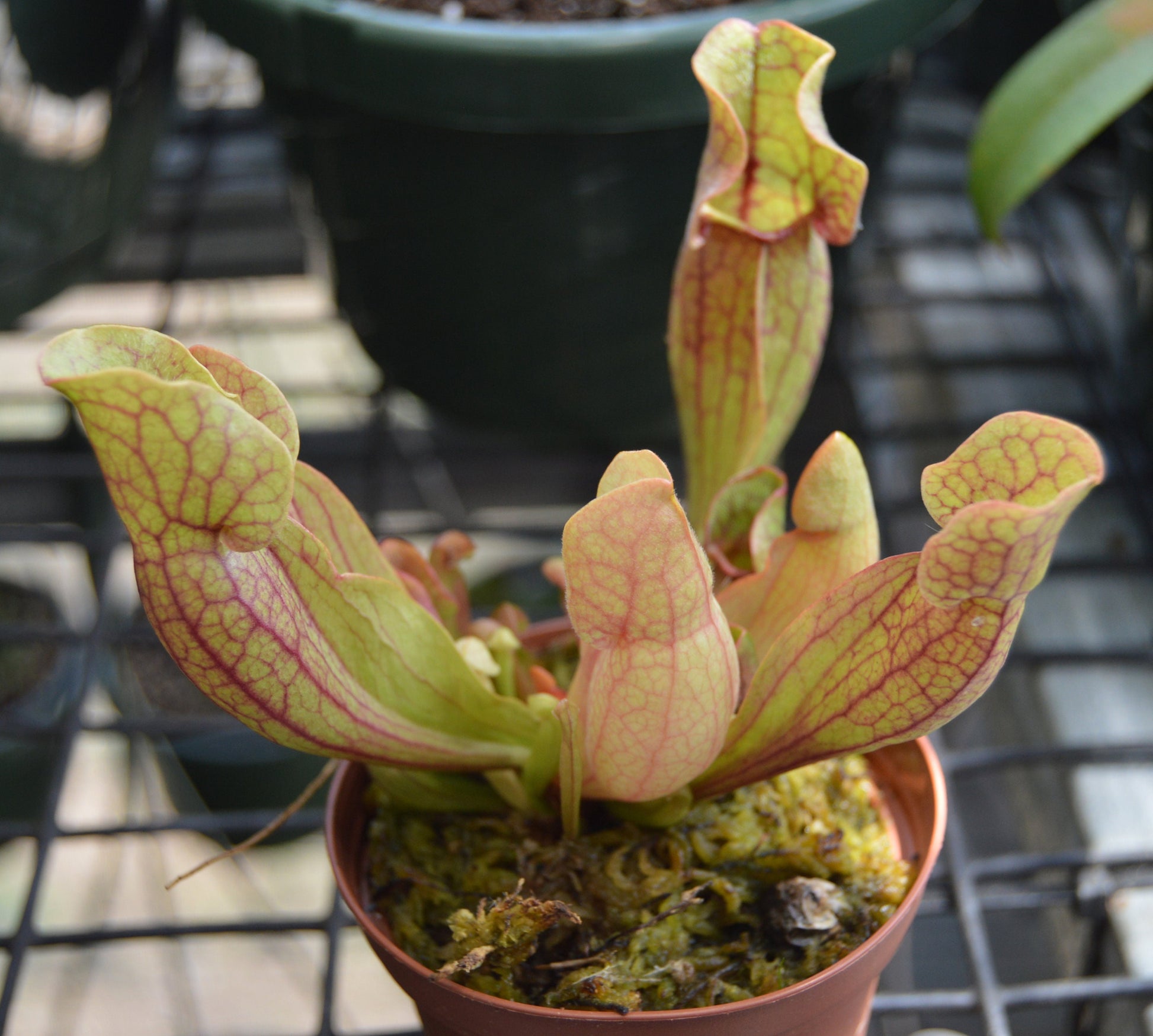 sarracenia purpurea can be grown in partial shade to full sun where the pitchers will turn from a green with red veins to a deep red/purple color they are in 3 inch pots