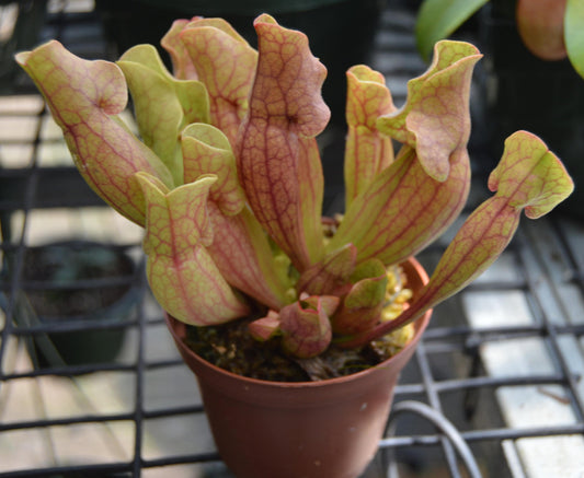 sarracenia purpurea can be grown in partial shade to full sun where the pitchers will turn from a green with red veins to a deep red/purple color they are in 3 inch pots