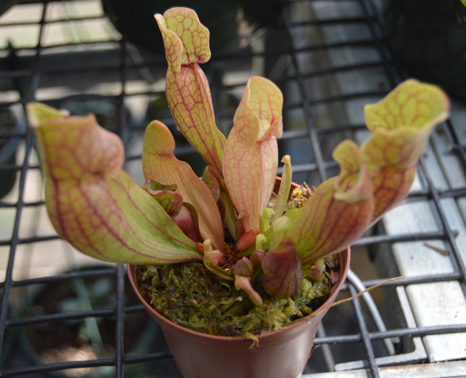 sarracenia purpurea can be grown in partial shade to full sun where the pitchers will turn from a green with red veins to a deep red/purple color they are in 3 inch pots
