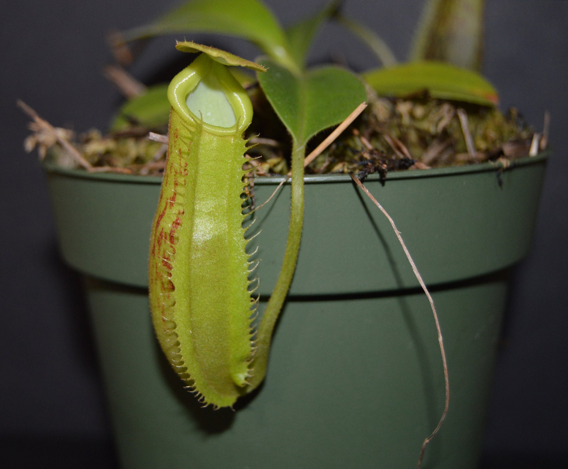 exciting hybrid with maroon and green large speckled pitcher body and flared striped peristome