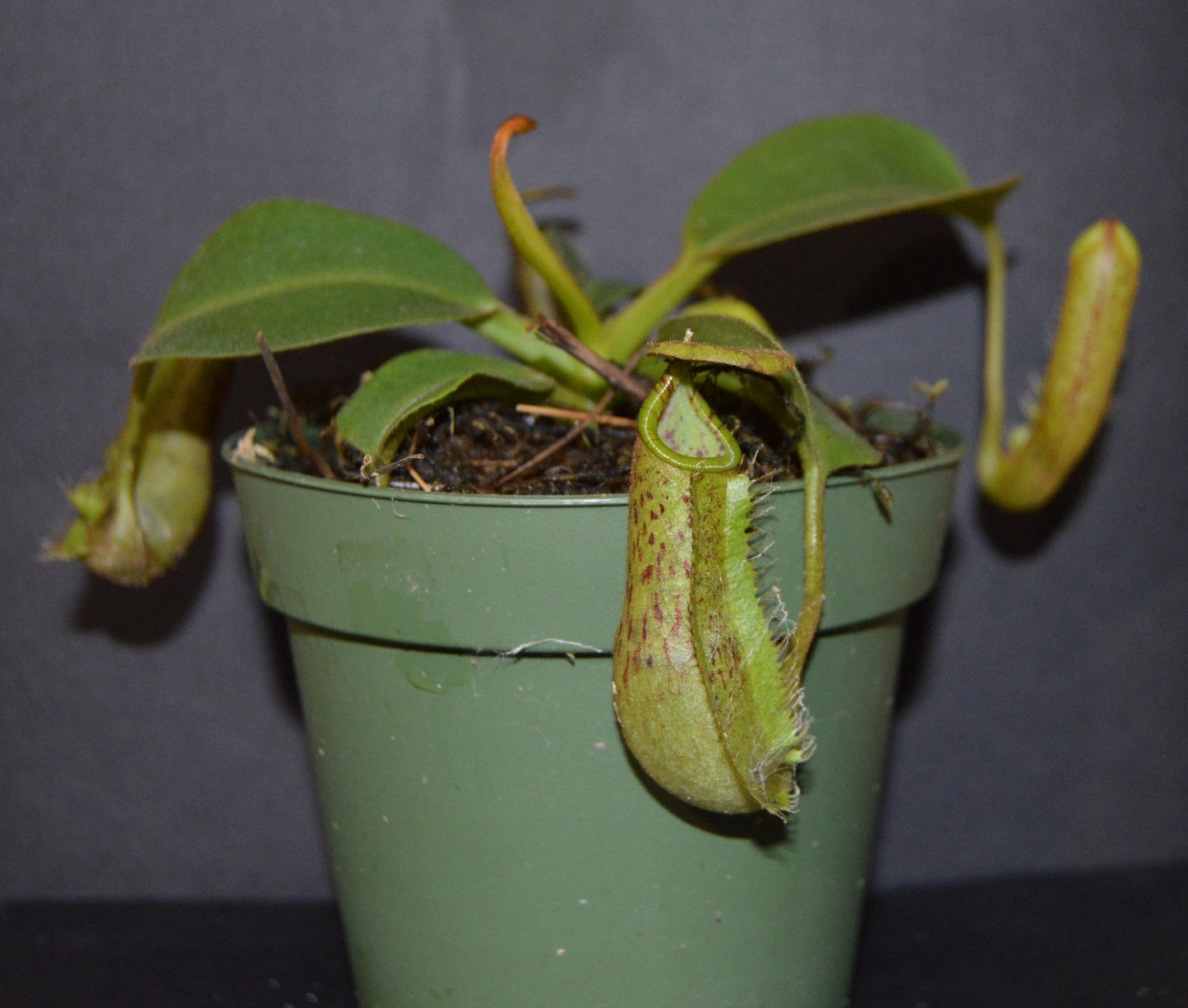 plants will produce large size pitchers and colorful peristome with speckled pitcher body will be shipped in 4 inch pots