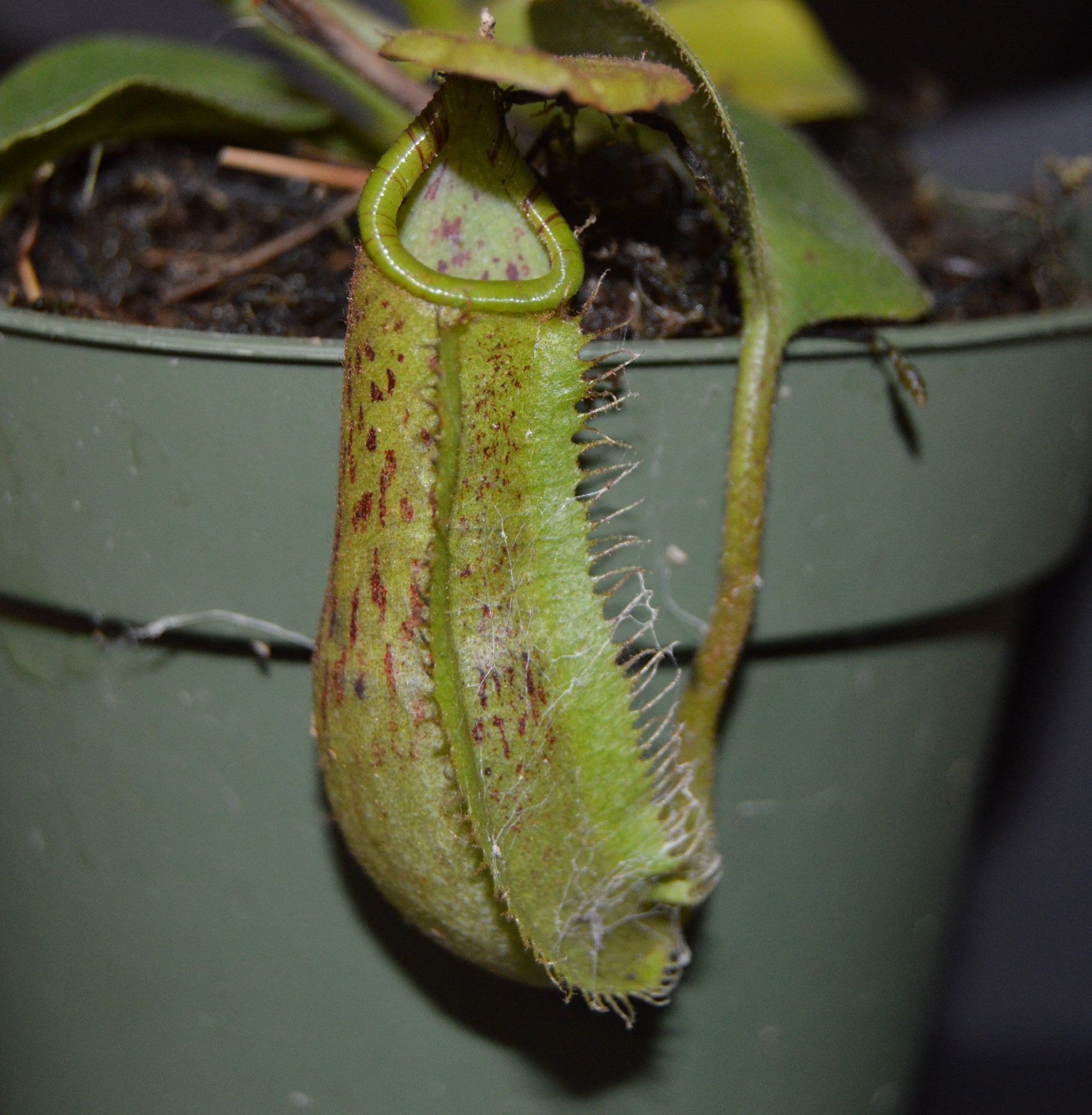 plants will produce large size pitchers and colorful peristome with speckled pitcher body will be shipped in 4 inch pots