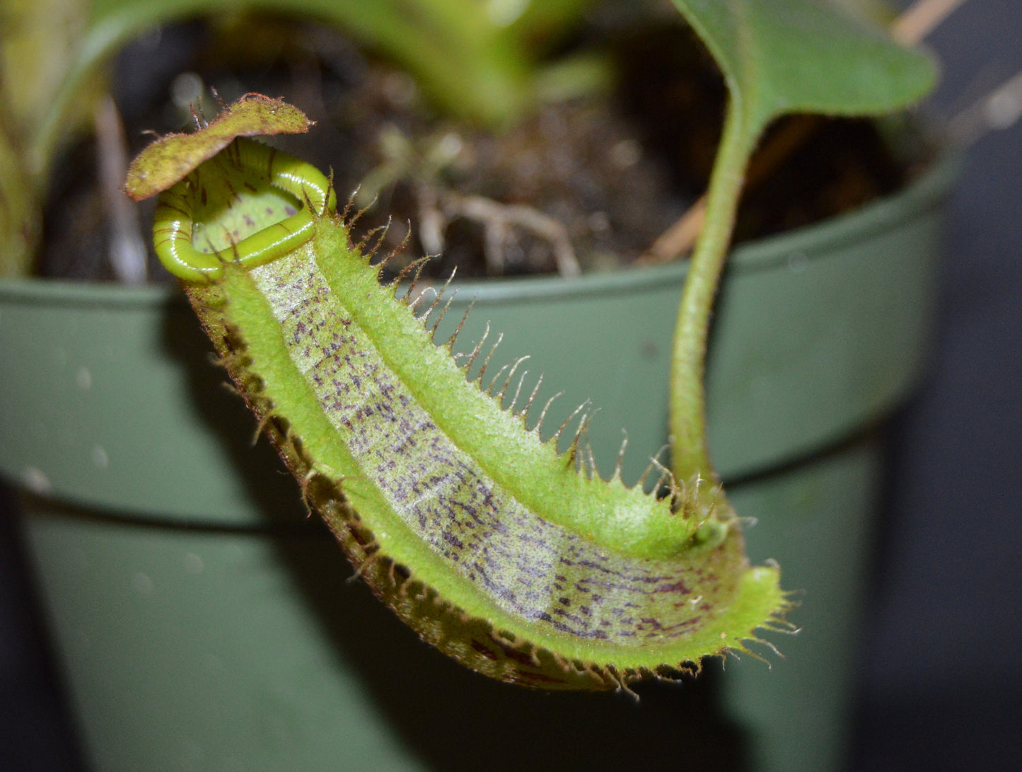 plants will produce large size pitchers and colorful peristome with speckled pitcher body will be shipped in 4 inch pots