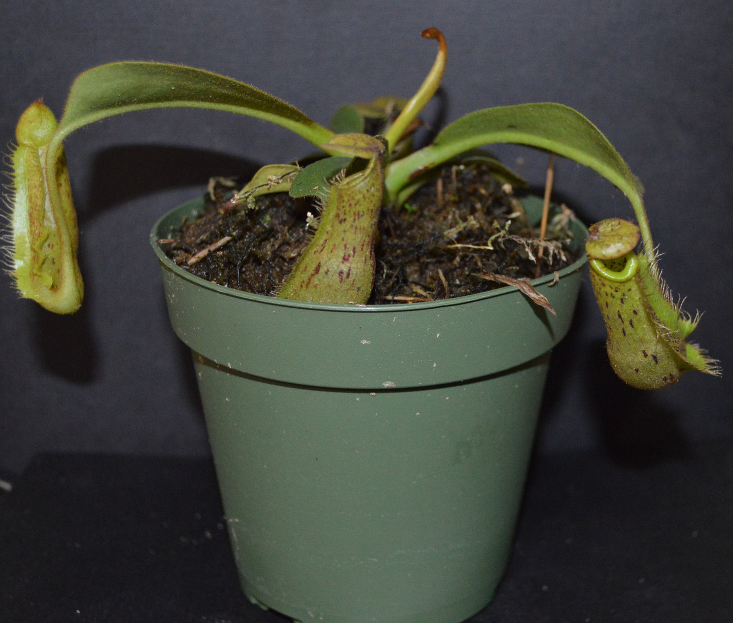 plants will produce large size pitchers and colorful peristome with speckled pitcher body will be shipped in 4 inch pots