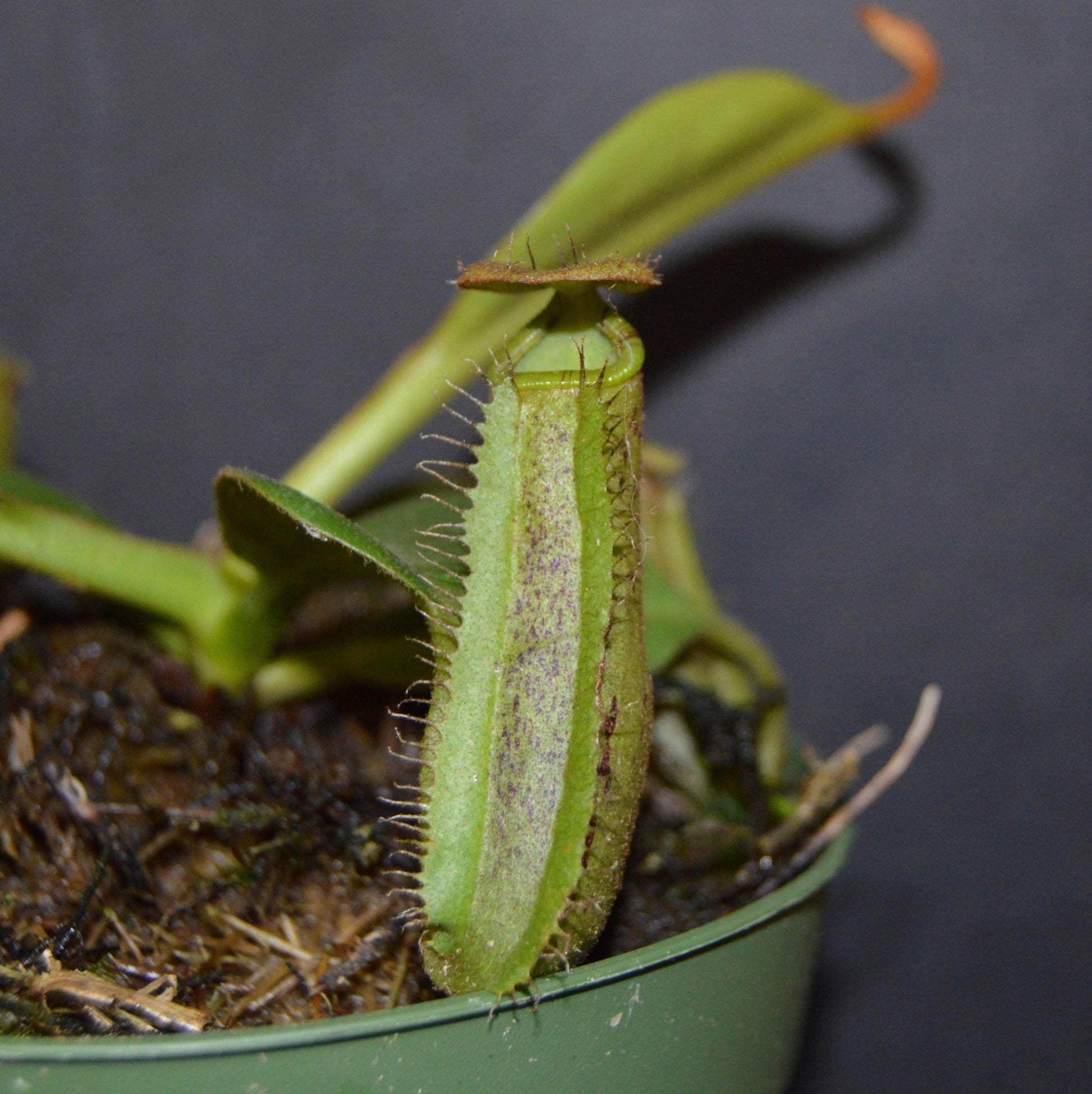 plants will produce large size pitchers and colorful peristome with speckled pitcher body will be shipped in 4 inch pots