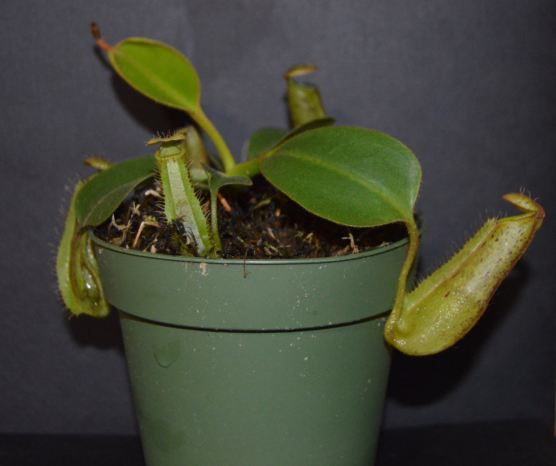 plants will produce large size pitchers and colorful peristome with speckled pitcher body will be shipped in 4 inch pots