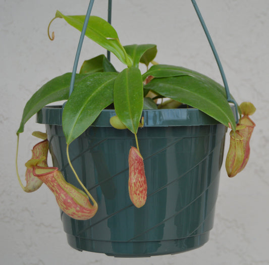 Nepenthes St. Gaya is a hybrid cross between khasiana x (ventricosa x maxima) Plants are at least 8 to 10 inches across with multiple pitchers and cherry red and green speckled coloration they are in 8 inch hanging baskets