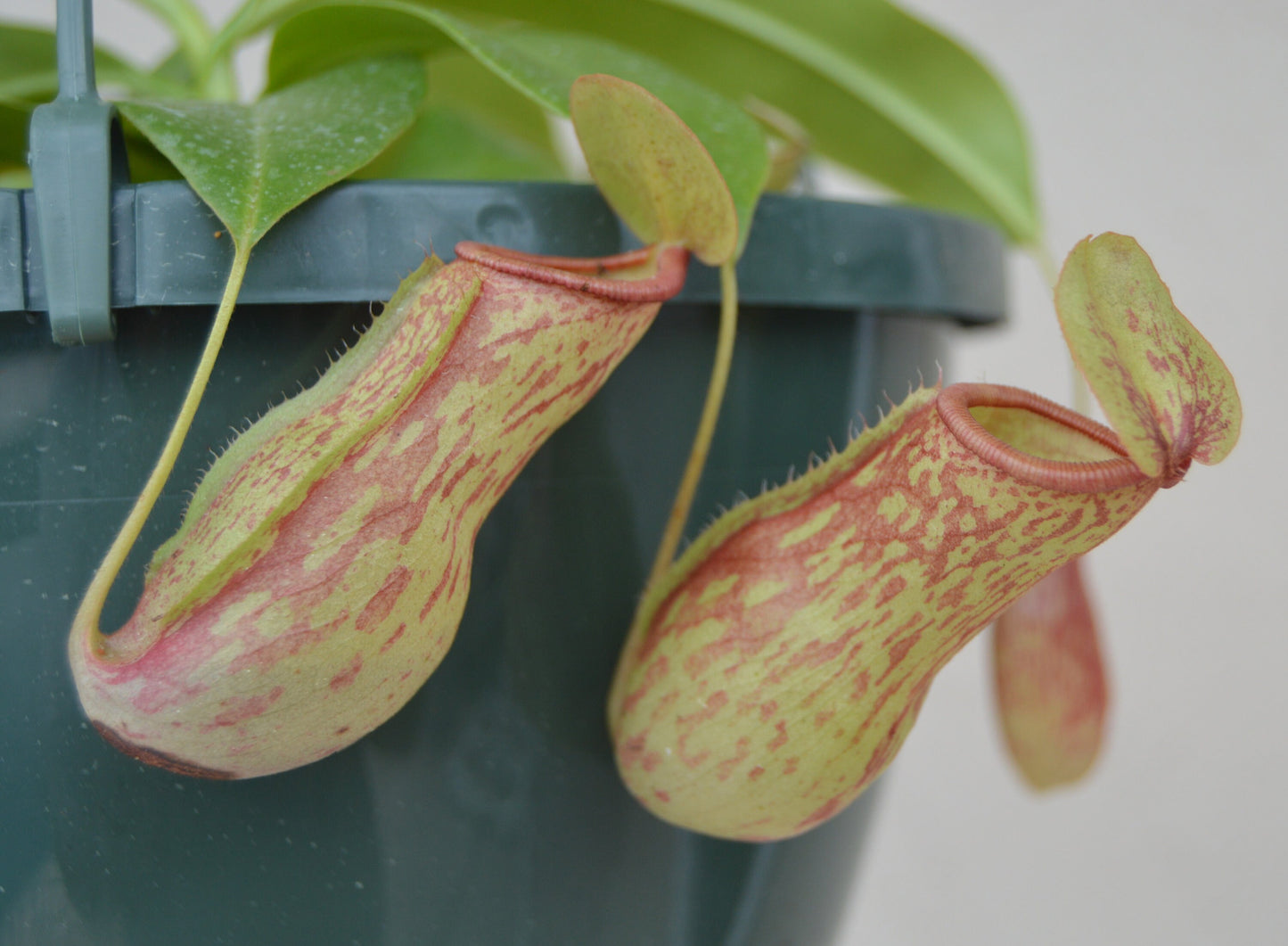 Nepenthes St. Gaya is a hybrid cross between khasiana x (ventricosa x maxima) Plants are at least 8 to 10 inches across with multiple pitchers and cherry red and green speckled coloration they are in 8 inch hanging baskets